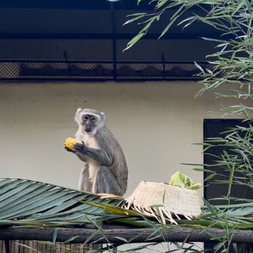 VR celebra os 10 anos do Estatuto da Pessoa com Deficiência com ação especial no Zoológico Municipal